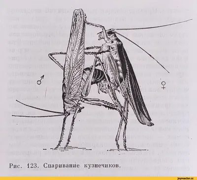 животные спариваются с людьми / смешные картинки и другие приколы: комиксы,  гиф анимация, видео, лучший интеллектуальный юмор.