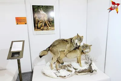 На Зыбицкой открыли экспозицию про спаривание чучел животных - 
