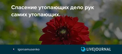 Что делать, если человек тонет? - ГБУЗ "Детская больница города Армавира"  МЗ КК