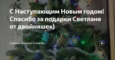 С Наступающим Новым годом! Спасибо за подарки Светлане от двойняшек) | И  жизнь, и кошки, и любовь... | Дзен