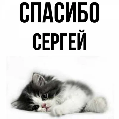 Сергей Светлаков: «Спасибо Николичу, который поменял пять человек, и игра  заиграла новыми красками»