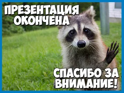 Картинки "Спасибо за внимание" для презентации - 553 классных идеи |  Презентация, Картинки, Веселые шутки