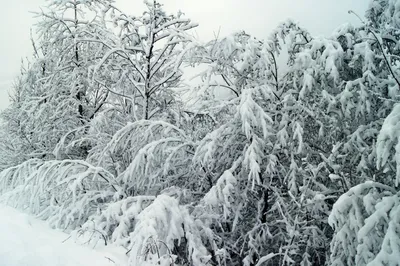 картинки : дерево, природа, лес, филиал, снег, зима, черное и белое, белый,  мороз, Лед, Погода, монохромный, Пихта, время года, Ель, метель, Зимний,  Замораживание, Зимние кусты, Монохромная фотография, Древесное растение,  Геологическое явление, зимняя