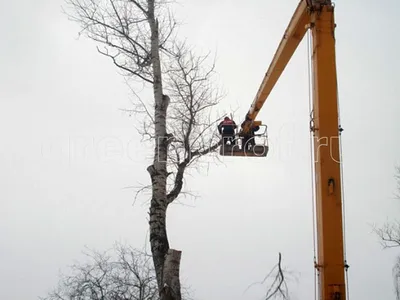 Спил, удаление и валка деревьев Киев | Услуги вырубки и резки