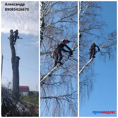 Спил дерева Клен цельн.массив нешлифованный - Спилы и слэбы из дерева  купить в Москве, СПБ и Курске. У нас вы можете подобрать и купить слэб  дуба, слэб карарагач и других пород дерева.