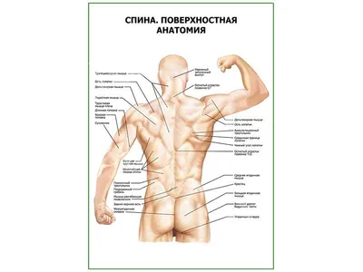 Здоровая спина | Клиника Добрый Доктор г. Красноярск