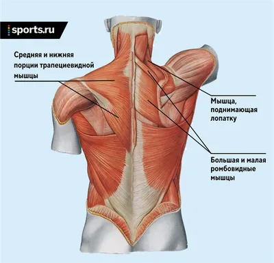 Как сделать спину V - образной? | FitBook | Дзен