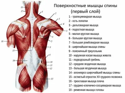 Главные составляющие тренировки для здоровья спины | Студия Активного  Здоровья 50+ | Дзен