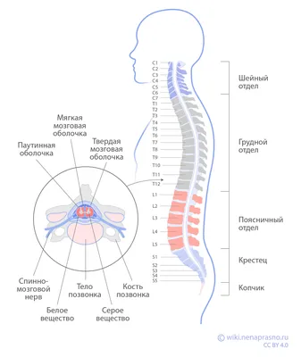 Спинной мозг схемы : нормальная анатомия | e-Anatomy