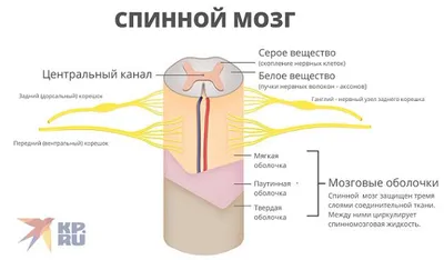 Строение спинного мозга человека | Победить ЕГЭ и ОГЭ 👈Подпишись — это  полезно! | Дзен