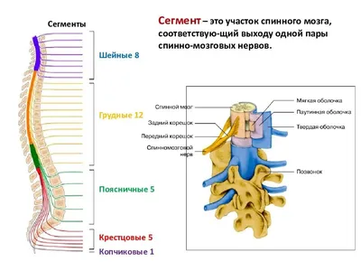 Спинной мозг и периферические нервы человека | Поликлиника «Медицинский  комплекс – Елец»