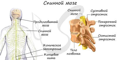 Головной и спинной мозг, подготовка к ЕГЭ по биологии