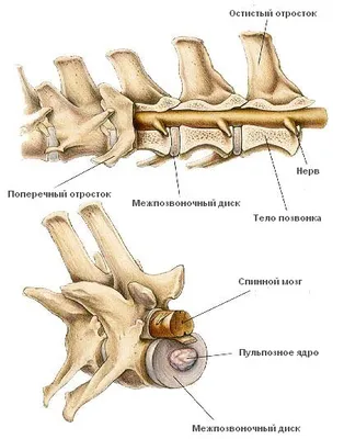 Спинной мозг | Библиотека EVC