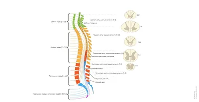 Структура спинного мозга - online presentation | Мотонейрон, Нейроны, Спинной  мозг