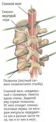 : Детская энциклопедия. Всё для учебы, работы и отдыха. Животный и  растительный мир. Земля и вселенная. Занимательная история. Учебники.