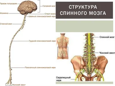 Рис. 373.1(Harrison). Спинной мозг в поперечном сечении