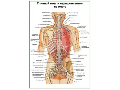 Спинной мозг и передние ветви на месте плакат глянцевый А1/А2 › Купить  оптом и в розницу › Цена от завода