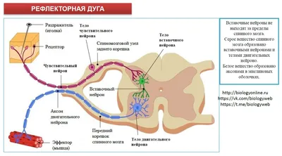 Спинной мозг