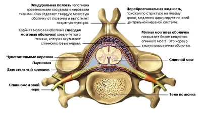 Спинной мозг схемы : нормальная анатомия | e-Anatomy