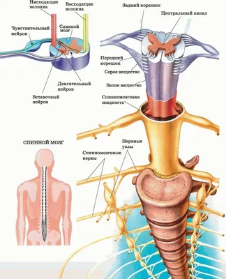 Спинной мозг иллюстрация штока. иллюстрации насчитывающей наука - 101197103