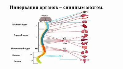 Строение спинного мозга человека | Победить ЕГЭ и ОГЭ 👈Подпишись — это  полезно! | Дзен