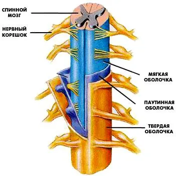 4. спинной мозг. торможение