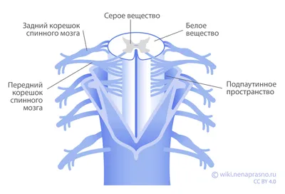 Спинной мозг и периферические нервы человека | Поликлиника «Медицинский  комплекс – Елец»