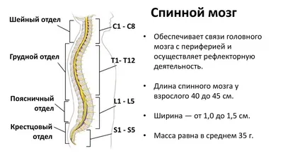 Спинной мозг схемы : нормальная анатомия | e-Anatomy