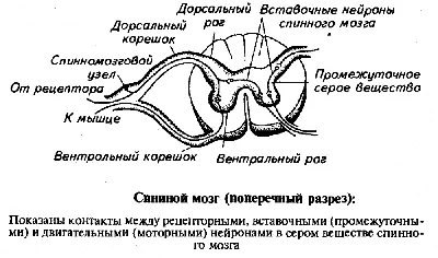 Урок по теме "Спинной мозг"