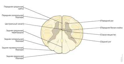Онко Вики — Как устроен и как работает спинной мозг
