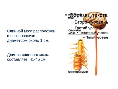 Головной и спинной мозг на фоне …» — создано в Шедевруме