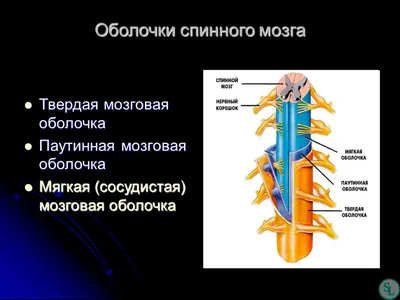 Спинной мозг улетел» — создано в Шедевруме