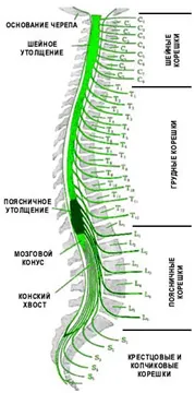  | Кинезиолог