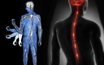 ПОЧЕМУ БОЛИТ СПИНА? Шейный, грудной и поясничный отделы позвоночника, спинной  мозг |  | Дзен