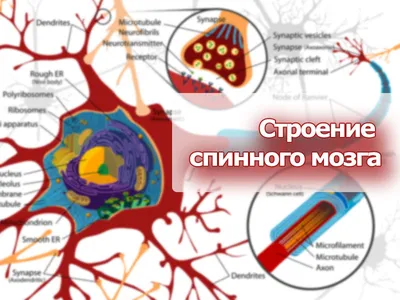 Презентация на тему Строение спинного мозга (биология)