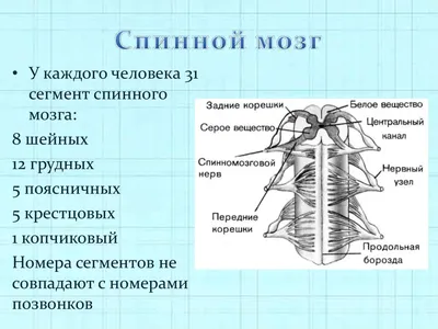 Строение Спинного Мозга Рисунок 8 Класс (52 Фото)