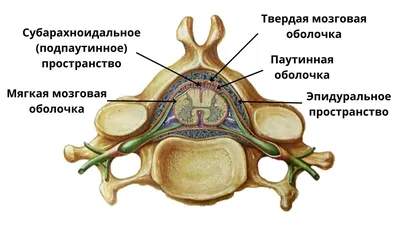 Спинной мозг — BrainstormWiki