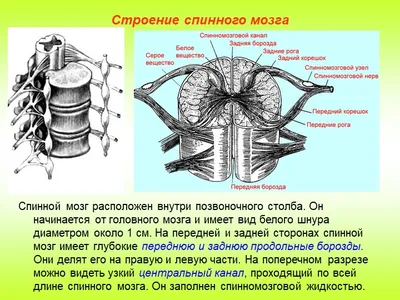 Человеческое Тело Спинной Мозг - Бесплатное изображение на Pixabay - Pixabay