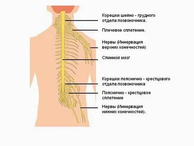 Онко Вики — Как устроен и как работает спинной мозг