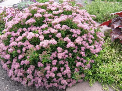 Купить Спирея японская Голдфлейм Spiraea japonica Goldflame - в питомнике  Флорини