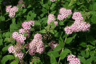 Спирея японская 'Froebelli' | Купить саженцы по цене от 900 с доставкой в  питомнике Алексеевская Дубрава