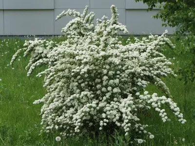 Спирея японская 'Sparkling Champagne' (Спарклин Шампань)