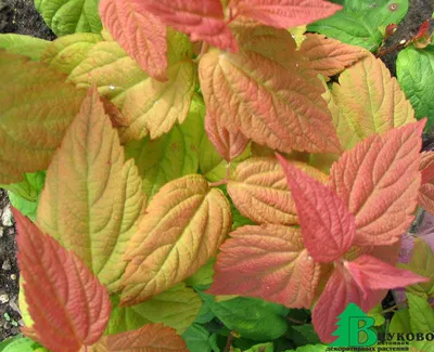 Спирея японская "Крупнолистная" (Spiraea japonica Macrophylla) - Лиственные  растения весна 2024 года - купить лиственные растения спирея, кизильник,  барбарис, лапчатка.