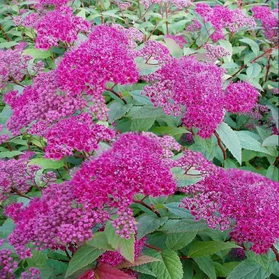 Спирея японская Альбифлора (Spiraea japonica Albiflora) Р9 — Питомник  Летний сад