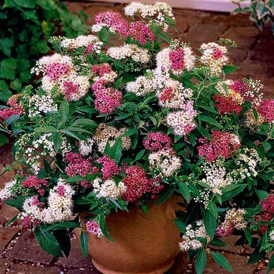 Спирея японская " Albiflora" (Spiraea japonica " Albiflora" )