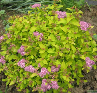 Спирея японская (Spiraea japonica `Manon`) - Спирея японская - Спирея -  Декоративные кустарники - По виду - Каталог - 