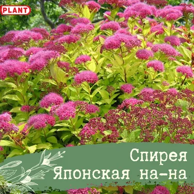 Спирея японская «Голден Принцесс» (Spiraea japonica «Golden Princess»)  купить для ландшафтного дизайна в Москве