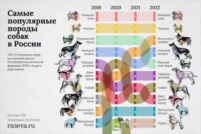 Власти Турции опубликовали список опасных пород собак