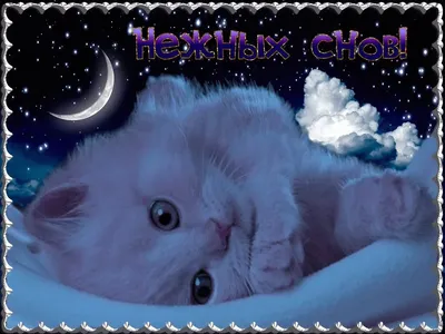 Картинки котеночек мой доброй ночи (40 фото) » Красивые картинки,  поздравления и пожелания - 
