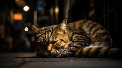Спокойной ночи 🌙 в 2023 г | Котята, Ночь, Милые котики